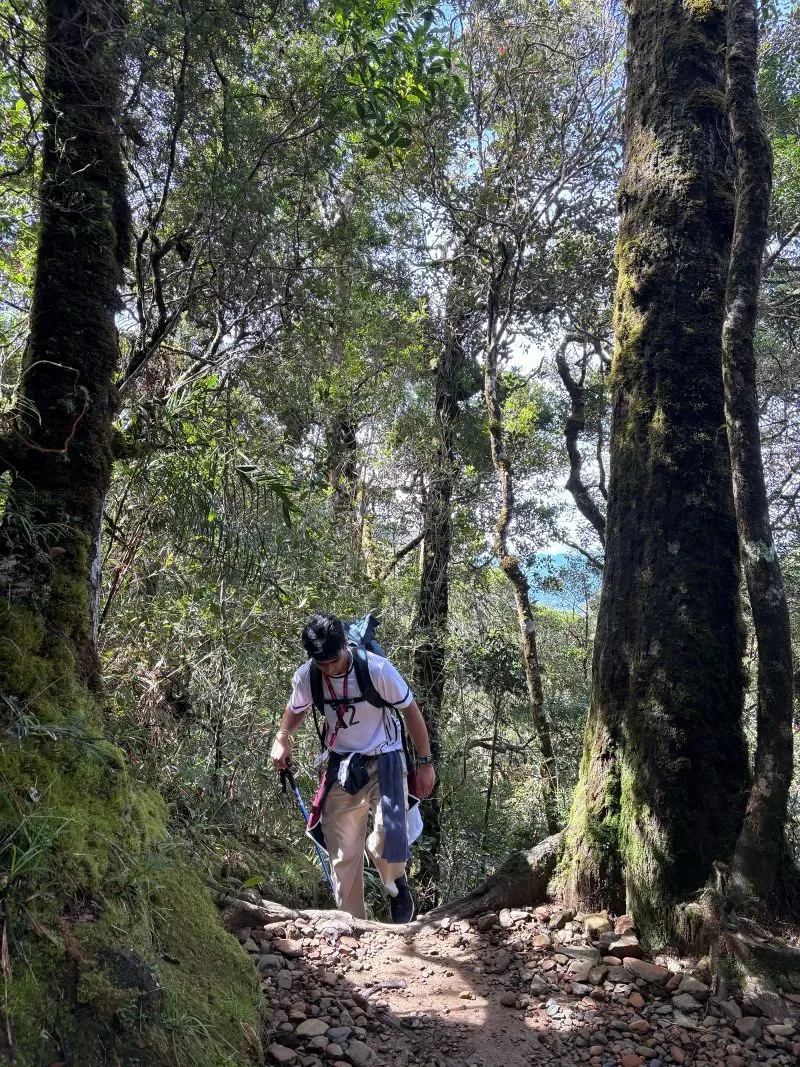 شخص يتسلق جبل كينابالو وسط أشجار كثيفة، يرمز إلى رحلة الشفاء والتذكر بعد الزلزال المأساوي الذي وقع عام 2015.