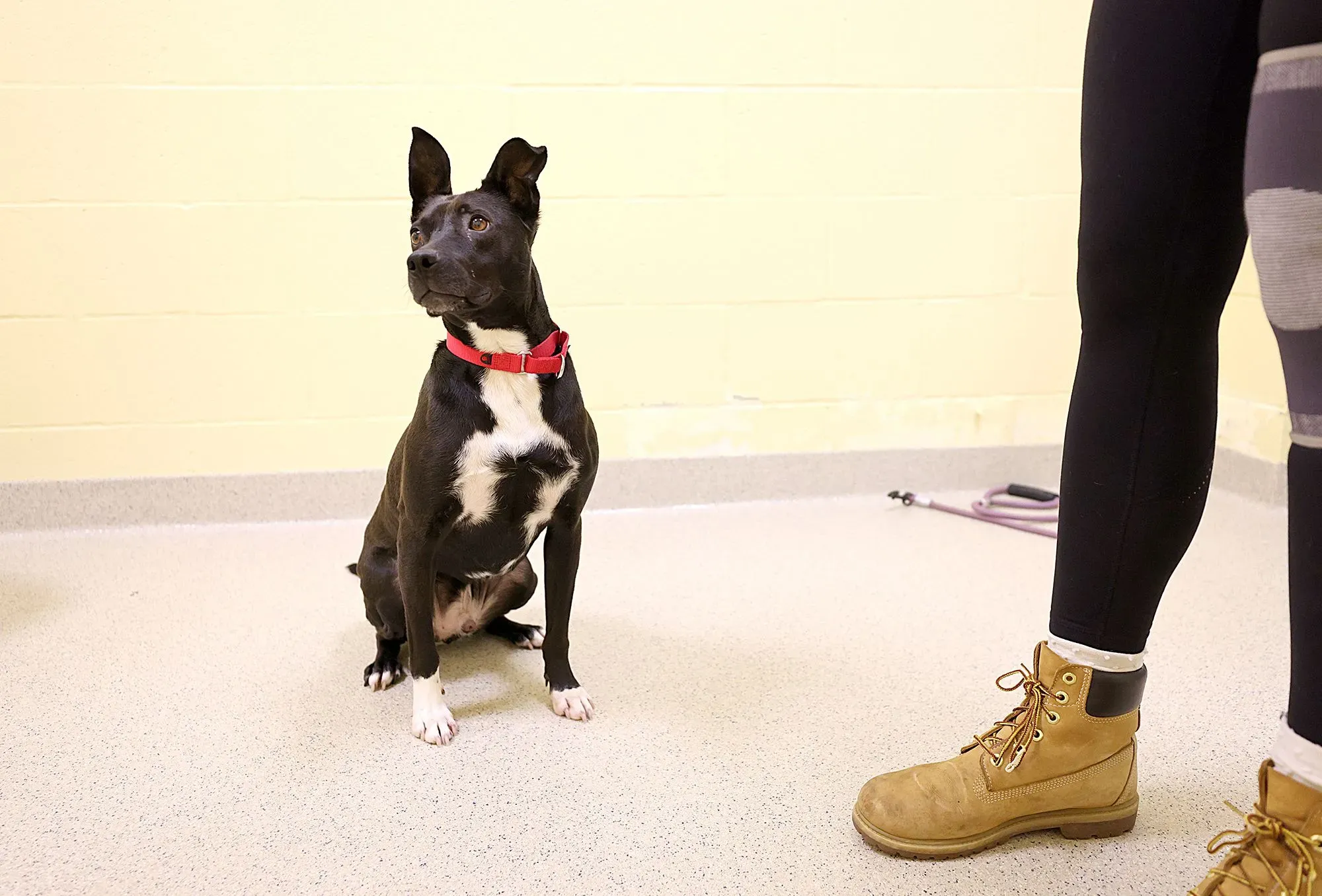 كلب أسود يجلس في مأوى للحيوانات، يرتدي طوقًا أحمر، بينما يقف شخص بجانبه. تعكس الصورة التحديات الاقتصادية وتأثيرها على تربية الحيوانات الأليفة.