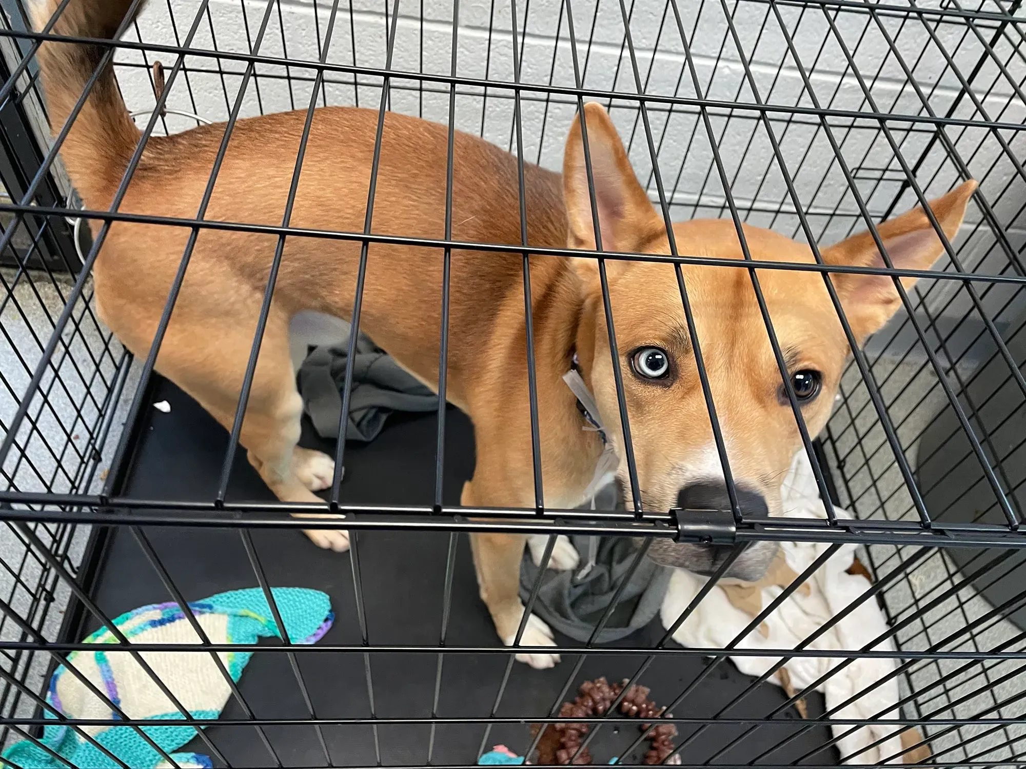 كلب بني صغير داخل قفص، ينظر إلى الكاميرا بعيون زرقاء. تعكس الصورة تأثير الأزمات الاقتصادية على تسليم الحيوانات الأليفة.