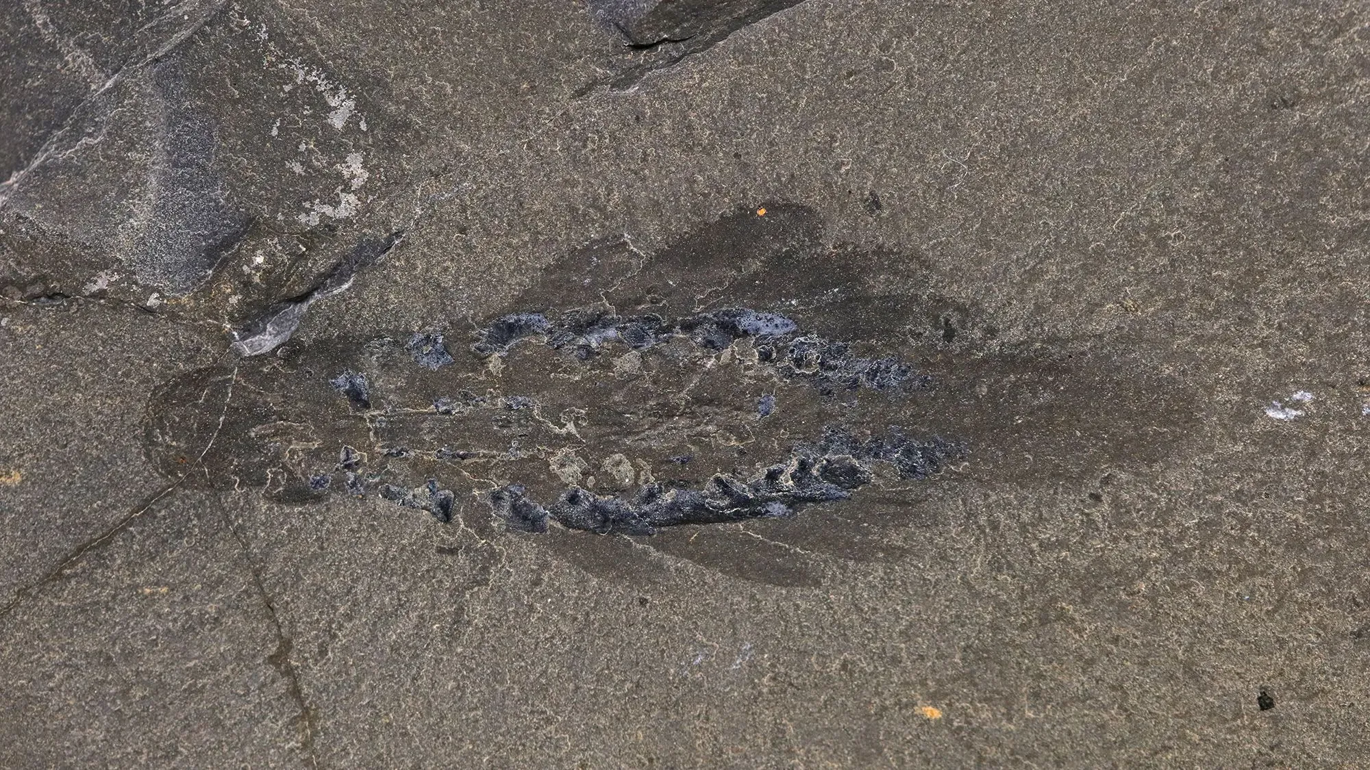 موسورا فنتوني، حيوان مفترس ثلاثي العيون، يظهر في الحفريات، يكشف عن تطور المفصليات القديمة وخصائص تشريحية فريدة.