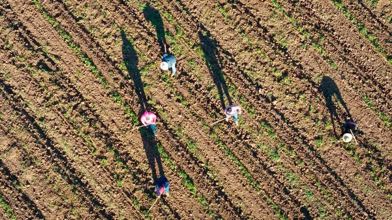 عمال زراعيون يعملون في حقل بأوكسنارد، كاليفورنيا، وسط مخاوف من مداهمات إدارة الهجرة والجمارك.