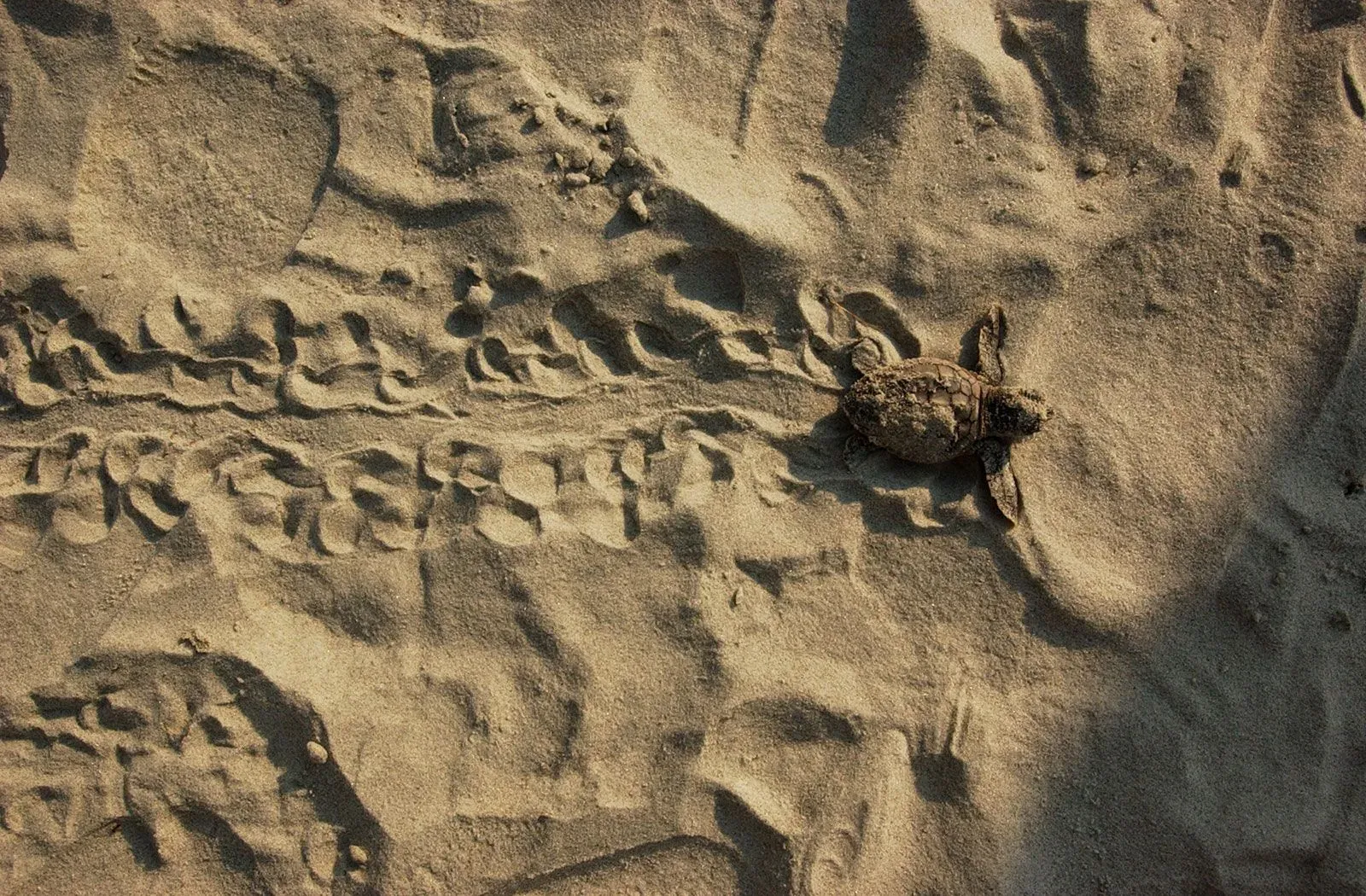 تظهر السلحفاة البحرية الصغيرة على الرمال، تتبع آثارها نحو المحيط، متأثرة بالضوء الاصطناعي الذي يعيق توجيهها الطبيعي.