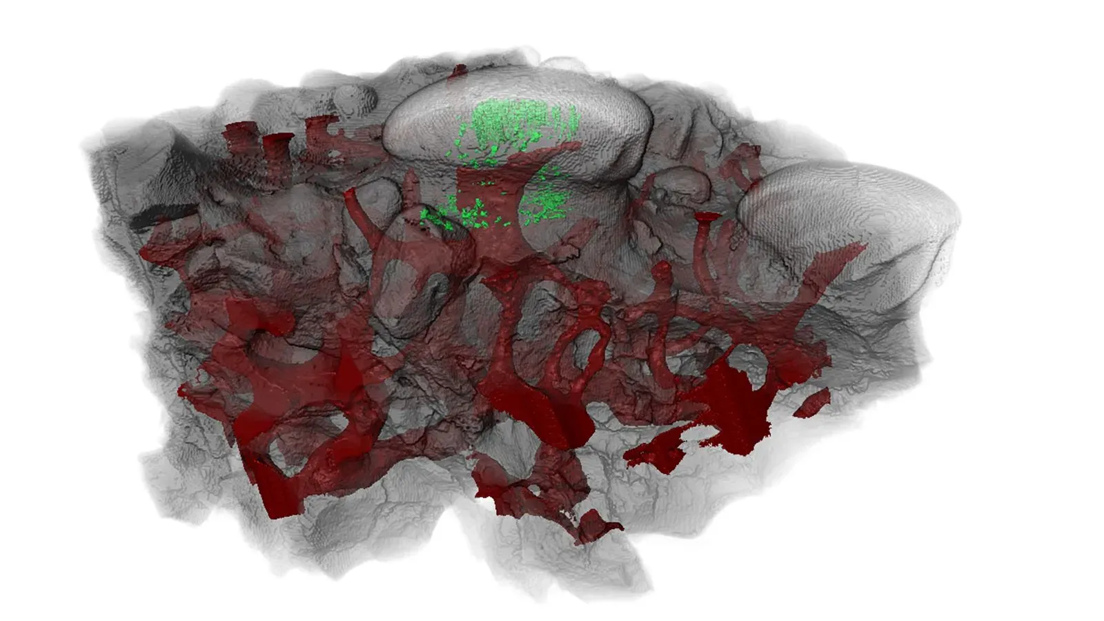 صورة ثلاثية الأبعاد لحفرية مخلوق يُدعى أناتوليبيس، تُظهر تفاصيل معقدة تُشير إلى وجود أنسجة عاجية، مما يعكس أصول الأسنان في الفقاريات.