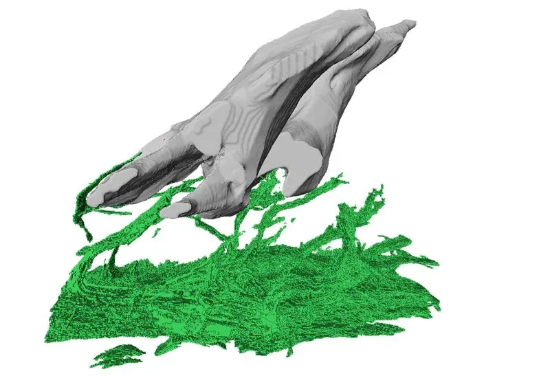 نموذج ثلاثي الأبعاد لحفرية أناتوليبيس، يظهر تفاصيل دقيقة تشير إلى وجود أنسجة عاجية، مع خلفية خضراء تمثل البيئة المائية.