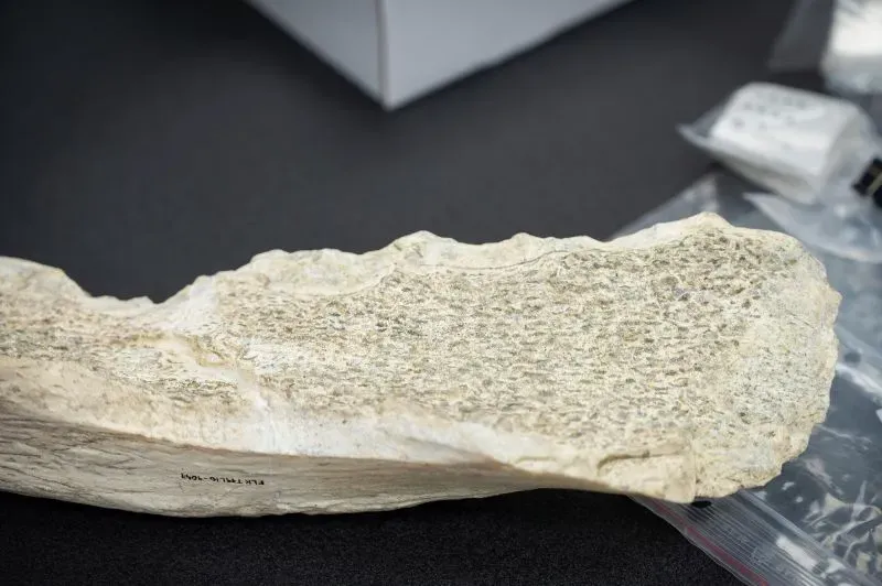 أداة عظمية قديمة من وادي أولدوفاي في تنزانيا، تُظهر علامات على الشحذ والتشكيل، تعود لأكثر من 1.5 مليون سنة.