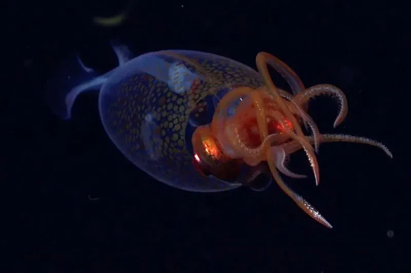 حبار يافع يُدعى ميسونيكوتوثيس هاميلتوني يسبح في أعماق المحيط، يُظهر تفاصيل جسده الفريدة مثل الأذرع والخطاطيف.