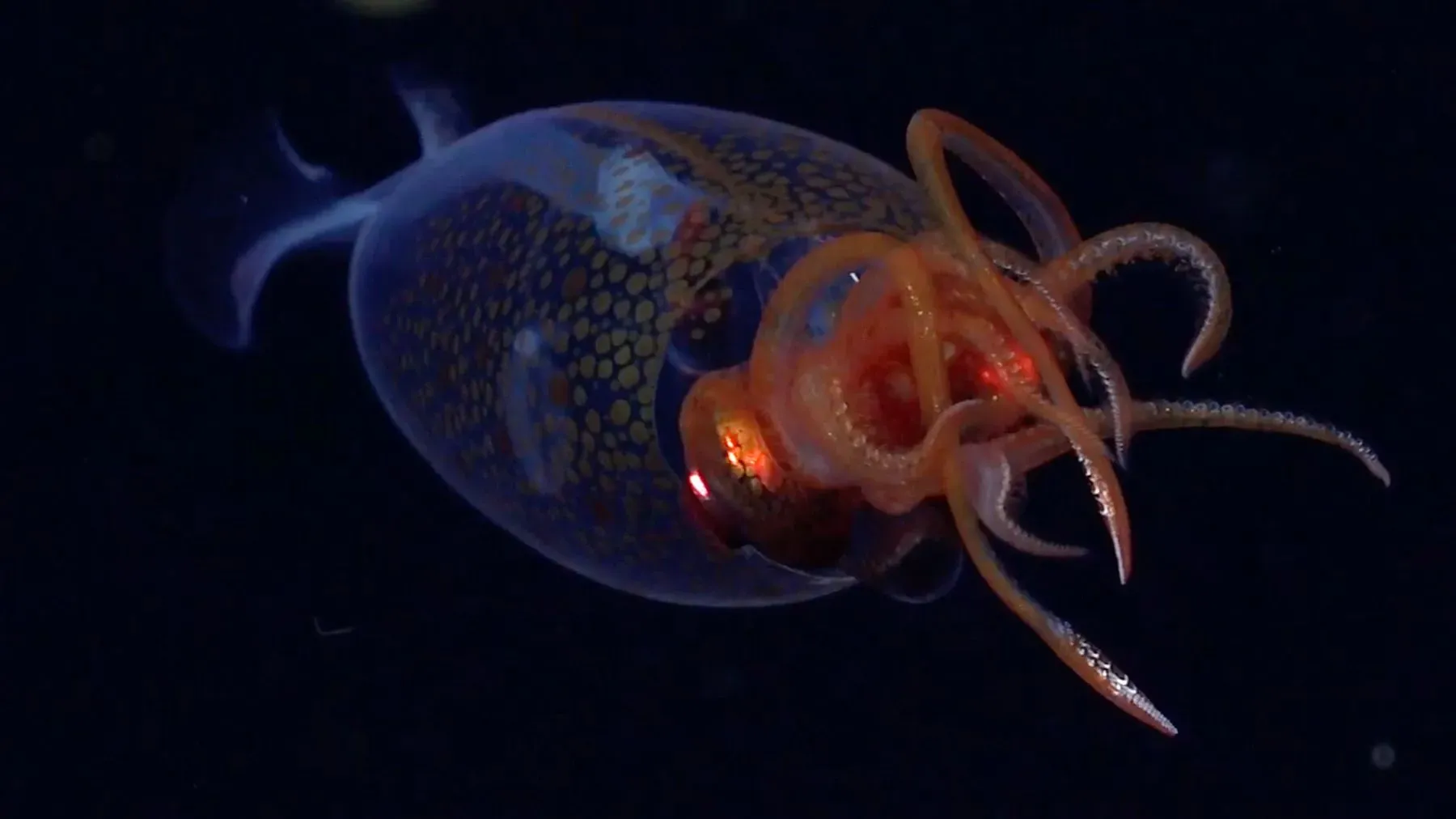 حبار يافع من نوع ميسونيكوتوثيس هاميلتوني يسبح في أعماق المحيط، يظهر تفاصيل جسده الشفافة وأذرعه الطويلة.