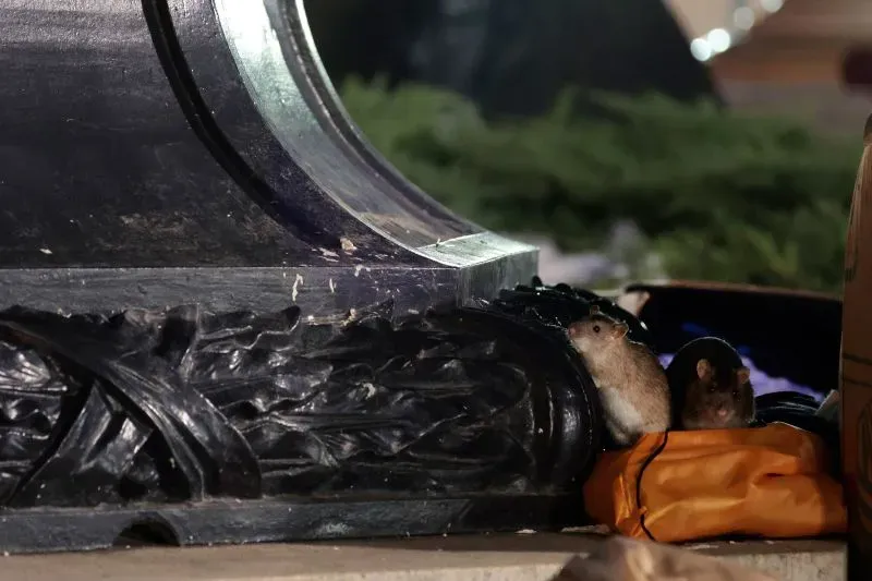 تظهر الصورة جرذين يتواجدان بالقرب من قاعدة عمود، مما يعكس ازدهار أعداد الفئران في المدن بفعل تغير المناخ.