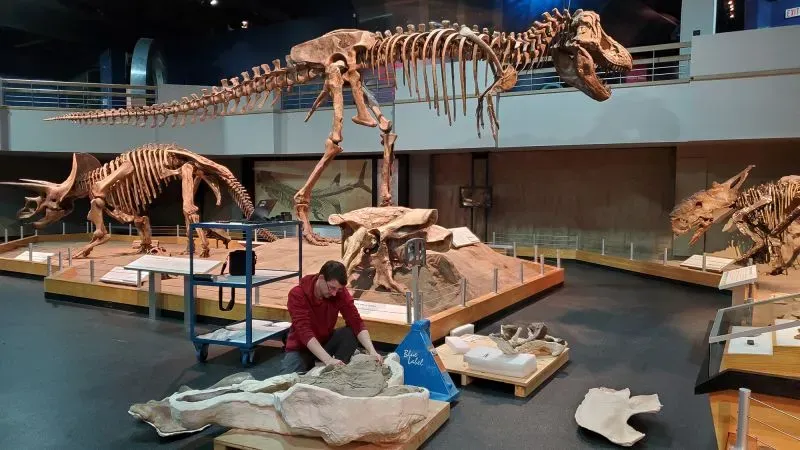 صورة لمتحف تعرض هياكل عظمية لديناصورات، مع باحث يعمل على تحليل بقايا ديناصور جديد يُدعى خانخولو منغوليسيس.
