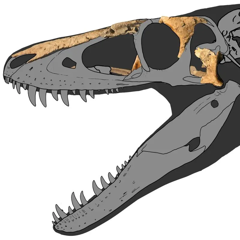 هيكل عظمي لديناصور خانخولوولو منغوليسيس، يكشف تفاصيل تطور التيرانوصورات، مع التركيز على الفكين والأسنان الحادة.