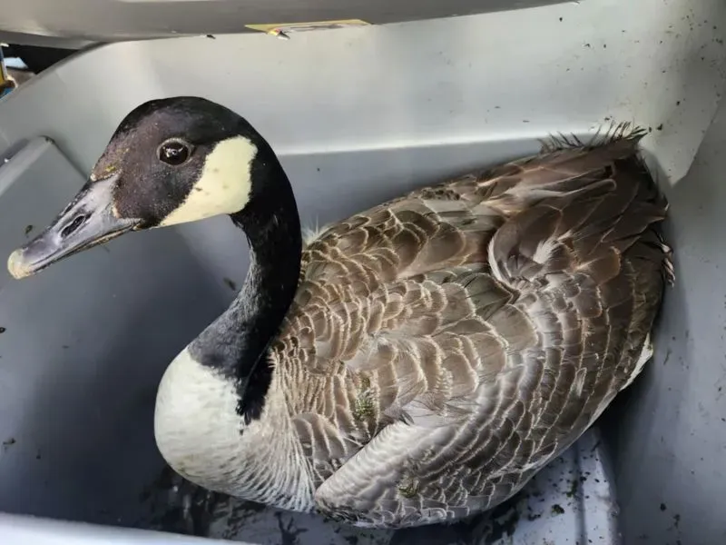 إوزة كندية محاصرة في صندوق أثناء إنقاذها من سطح فندق في أتلانتا، حيث تم جمعها مع صغارها لنقلهم إلى بركة قريبة.