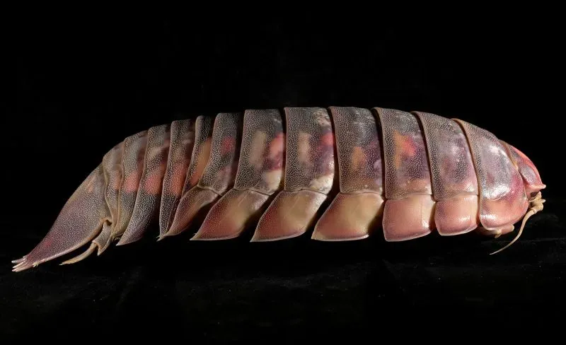 حشرة بحرية عملاقة تُعرف باسم \"باثينوموس فادرى\"، تتميز بهيكل خارجي صلب وسبعة أزواج من الأرجل، طولها 32.5 سم ووزنها أكثر من كيلوغرام.