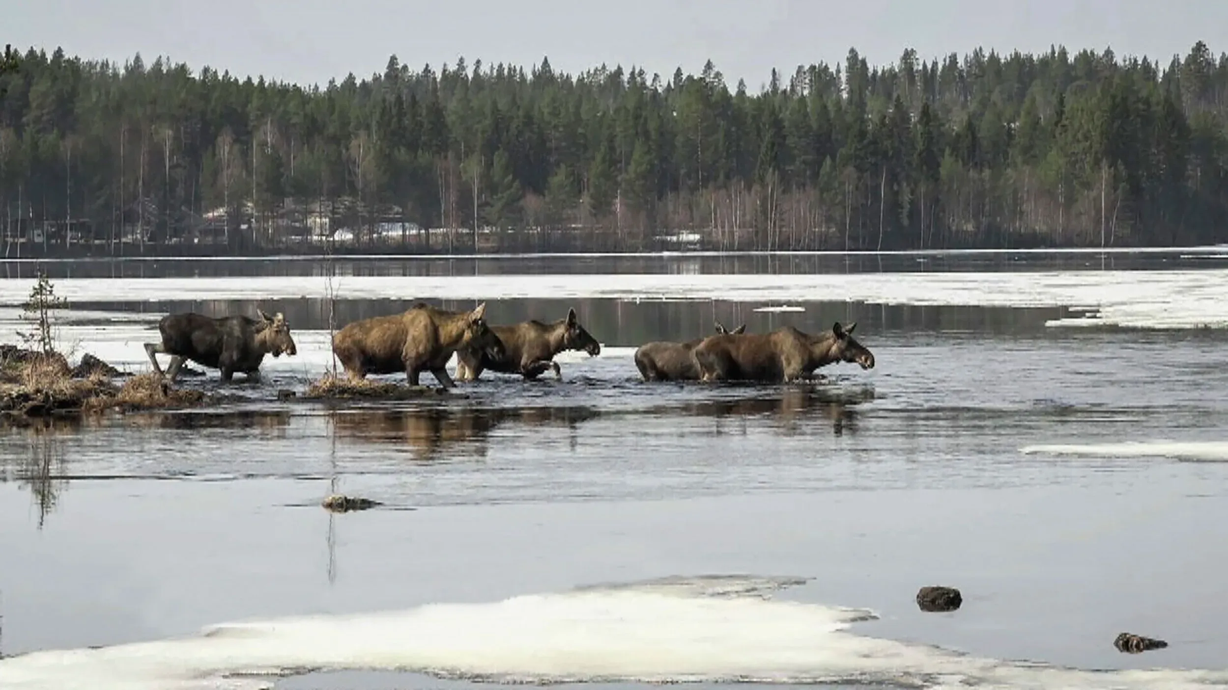 مجموعة من حيوانات الموظ تعبر نهر أنجرمان في السويد خلال هجرتها الربيعية، محاطة بالغابات والمياه المتجمدة.