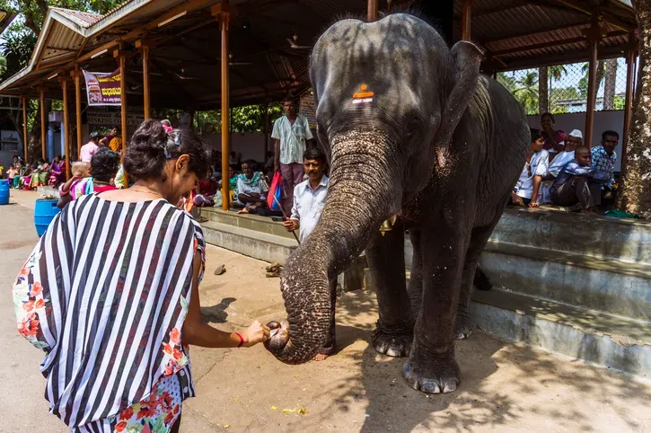 امرأة ترتدي ملابس ملونة تتفاعل مع فيل في معبد في كارناتاكا، بينما يجلس زوار آخرون في الخلفية. تعكس الصورة الثقافة المحلية والتفاعل مع الحياة البرية.