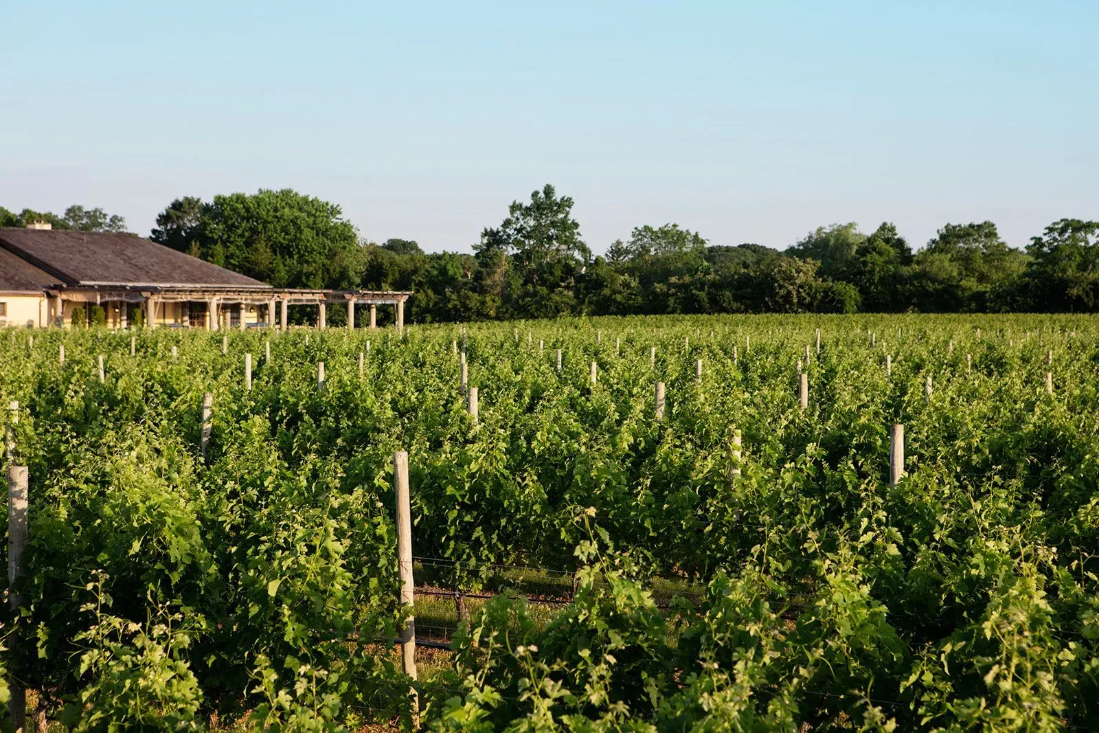 حقول من العنب الخضراء تمتد تحت سماء زرقاء، مع منزل خشبي يظهر في الخلفية، تشير إلى تأثيرات الحرب التجارية على الزراعة.
