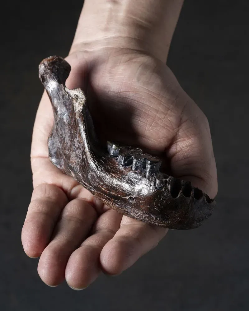عظم فك دينيسوفان القديم في يد إنسان، يُظهر تفاصيل الأسنان المتبقية، مما يسلط الضوء على اكتشافات علم الحفريات الحديثة.