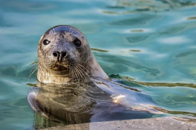 فقمة رمادية تسبح في مياه بحر البلطيق، تعكس الجهود لحمايتها من التهديدات البيئية مثل تغير المناخ وتقلص المخزون السمكي.