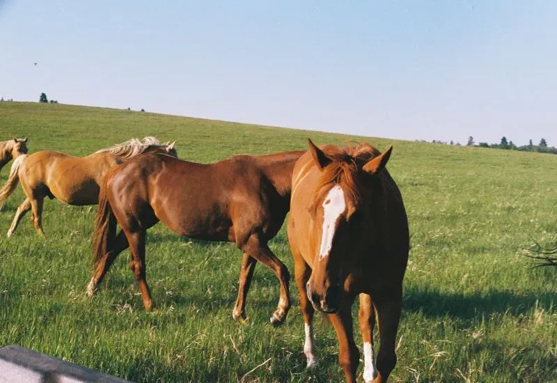 خيول تتجول في مرعى أخضر تحت سماء زرقاء، تعكس جمال الطبيعة في ألبرتا، حيث يعبر السكان عن رغبتهم في الاستقلال.