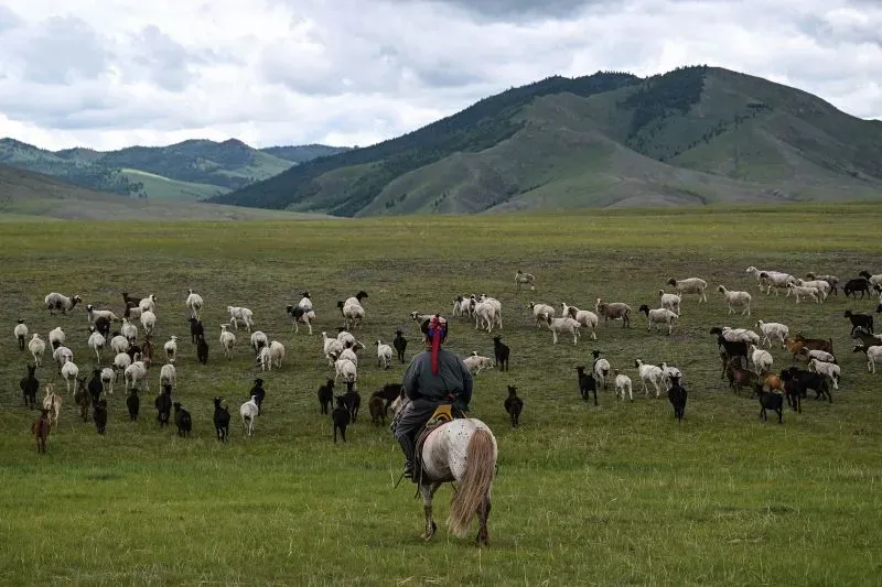 مشهد لمربي أغنام يمتطي حصانًا في منطقة ريفية منغولية، حيث تتحرك معظم الأغنام عبر المراعي الخضراء الجبلية.