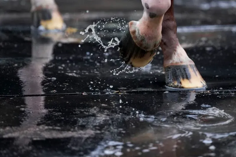 أقدام حصان تتسابق على مضمار مبلل، مما يبرز حماس سباق كنتاكي ديربي، أحد أشهر سباقات الخيول في العالم.