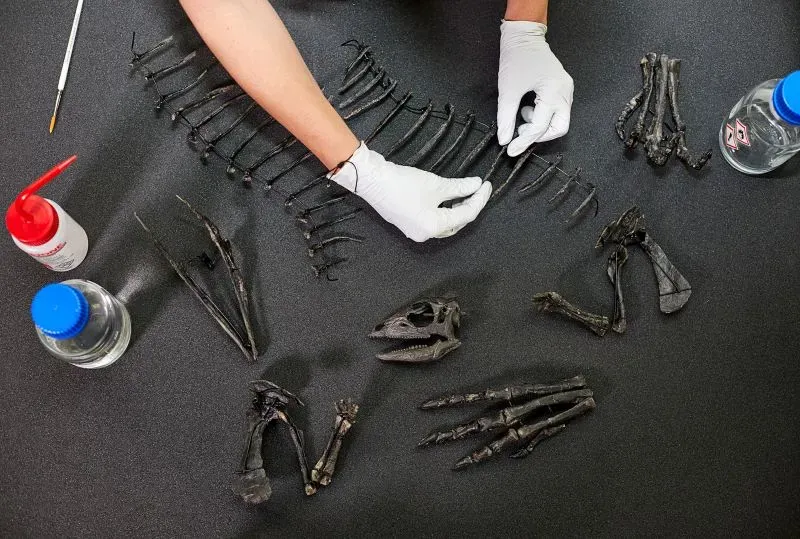 اكتشاف عظام ديناصور مولي بورثويكاي الجديد، بحجم كلب، مع تفاصيل عن تركيب الهيكل العظمي في مختبر الأبحاث.