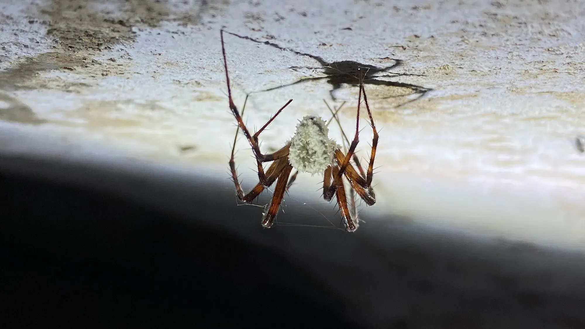 عنكبوت مصاب بفطر Gibellula attenboroughii، يظهر على السقف مع نمو فطري يغطي جسمه، مما يعكس تأثير الفطر على سلوك العنكبوت.