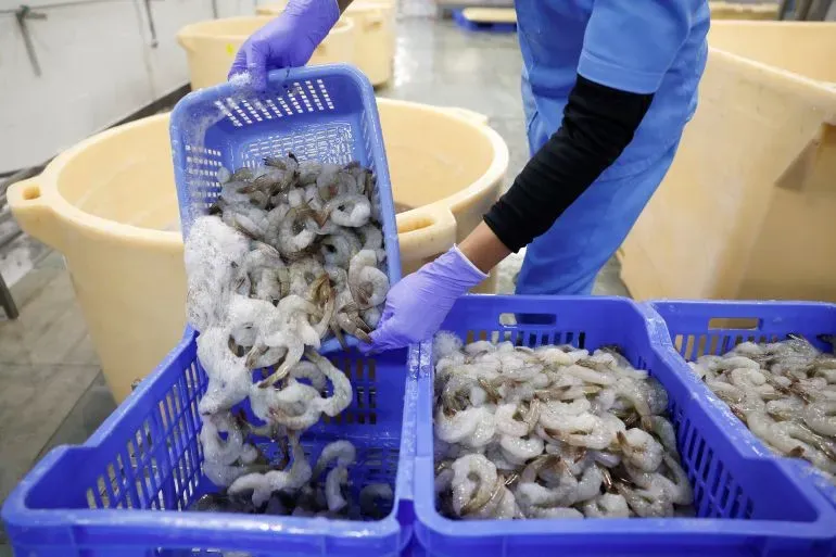 عامل يحمل سلة مليئة بالجمبري في مصنع معالجة، مع وجود حاويات كبيرة في الخلفية، مما يعكس بيئة العمل في صناعة الأسماك.