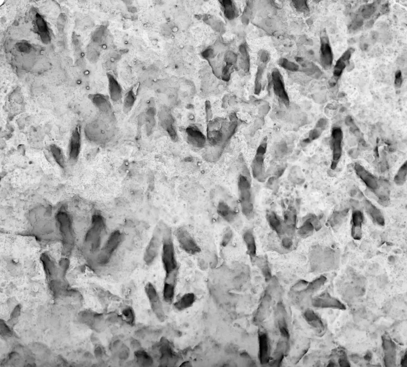 آثار أقدام ديناصورات من العصر الجوراسي المبكر، تظهر تفاصيل 66 أثرًا متحجرًا على لوح صخري، تكشف عن سلوك الديناصورات في أستراليا.