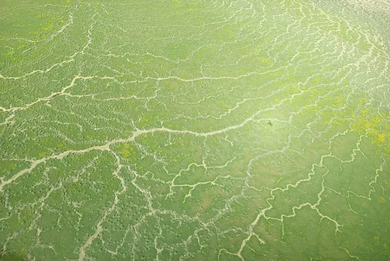 تظهر الصورة منظرًا جويًا لبحيرة كاتي-ثندا آير، حيث تغطيها نباتات خضراء زاهية بعد الفيضانات، مما يبرز الحياة الجديدة في الصحراء الأسترالية.