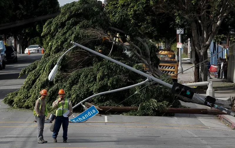 سقوط شجرة كبيرة على الطريق في لوس أنجلوس، مع وجود عمال يقومون بتقييم الأضرار بعد عاصفة قوية، مما يعكس تأثير الظروف الجوية القاسية.