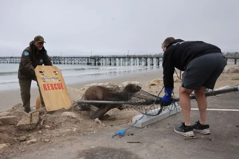رجال إنقاذ يحاولون تحرير أسد بحر عالق في شبكة على شاطئ في كاليفورنيا، مع وجود رصيف في الخلفية، في سياق أزمة صحية للحيوانات البحرية.