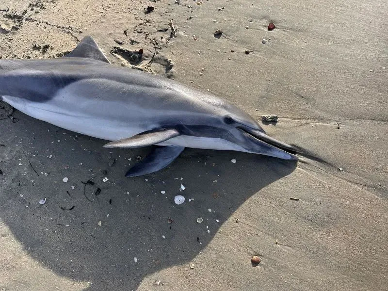 دلافين ميتة على الشاطئ مع آثار ملوثة، تشير إلى تأثيرات التسمم الناتجة عن تكاثر الطحالب السامة في المحيط.