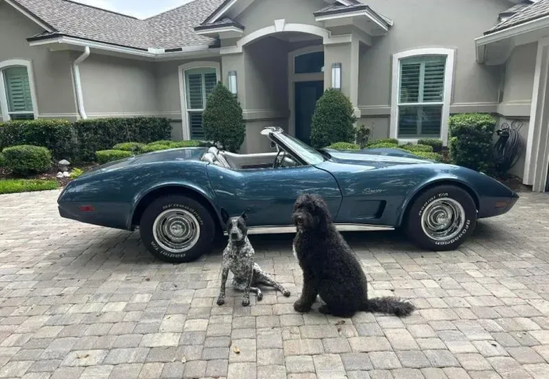 سيارة كورفيت زرقاء بجانب منزل أنيق، مع كلبين يجلسان على الرصيف المحيط بالحديقة الخضراء.