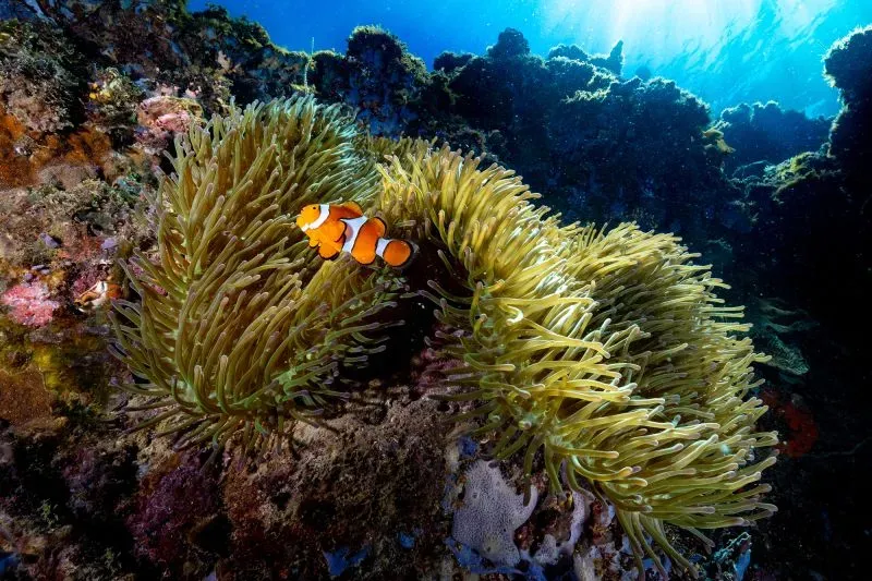 سمكة المهرج البرتقالية تتواجد بين شقائق النعمان البحرية، مما يعكس قدرتها على التكيف مع ظروف الحرارة البحرية المتزايدة.