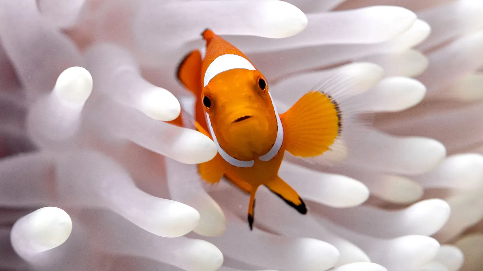 سمكة المهرج البرتقالية تتواجد بين شقائق النعمان البحرية، حيث تعكس قدرتها على التكيف مع موجات الحرارة البحرية.