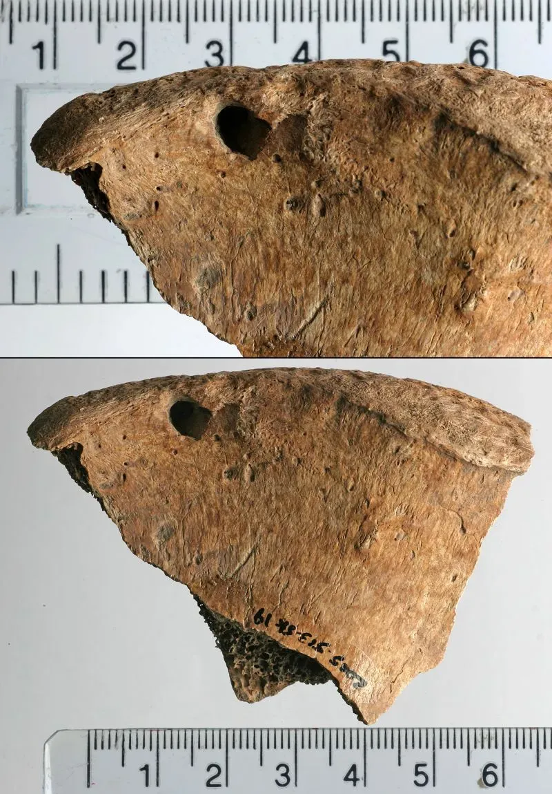 علامات عضات على عظمة حوض تعود لرجل روماني، تشير إلى تفاعل مع حيوانات مفترسة، مما يعزز فهمنا للترفيه الروماني.