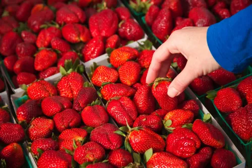 يد تُمسك بفراولة حمراء ناضجة وسط صناديق مليئة بالفواكه، تعكس مخاوف من وجود مبيدات حشرية تحتوي على مواد كيميائية ضارة.