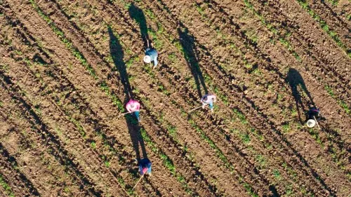 عمال زراعيون يعملون في حقل بأوكسنارد، كاليفورنيا، وسط مخاوف من مداهمات إدارة الهجرة والجمارك.