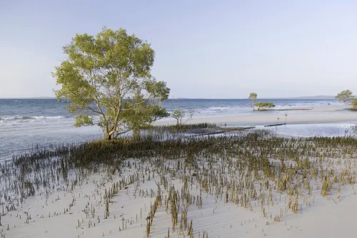 مشهد لشاطئ كغاري في أستراليا، يظهر أشجار المانغروف والنباتات على الرمال البيضاء مع أمواج البحر في الخلفية، يعكس جمال الجزيرة.