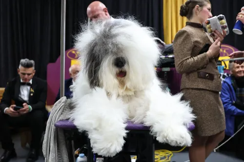 كلب من سلالة هيردينج يجلس على طاولة التحضير في معرض ويستمنستر بيت الكلب، محاطًا بالمتسابقين والمشجعين.
