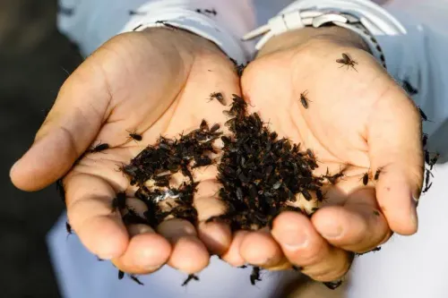رجل يحمل حفنة من حشرات الحب السوداء، بينما تتجمع حول يديه العديد من الحشرات الصغيرة، مما يعكس تفشيها في كوريا الجنوبية.