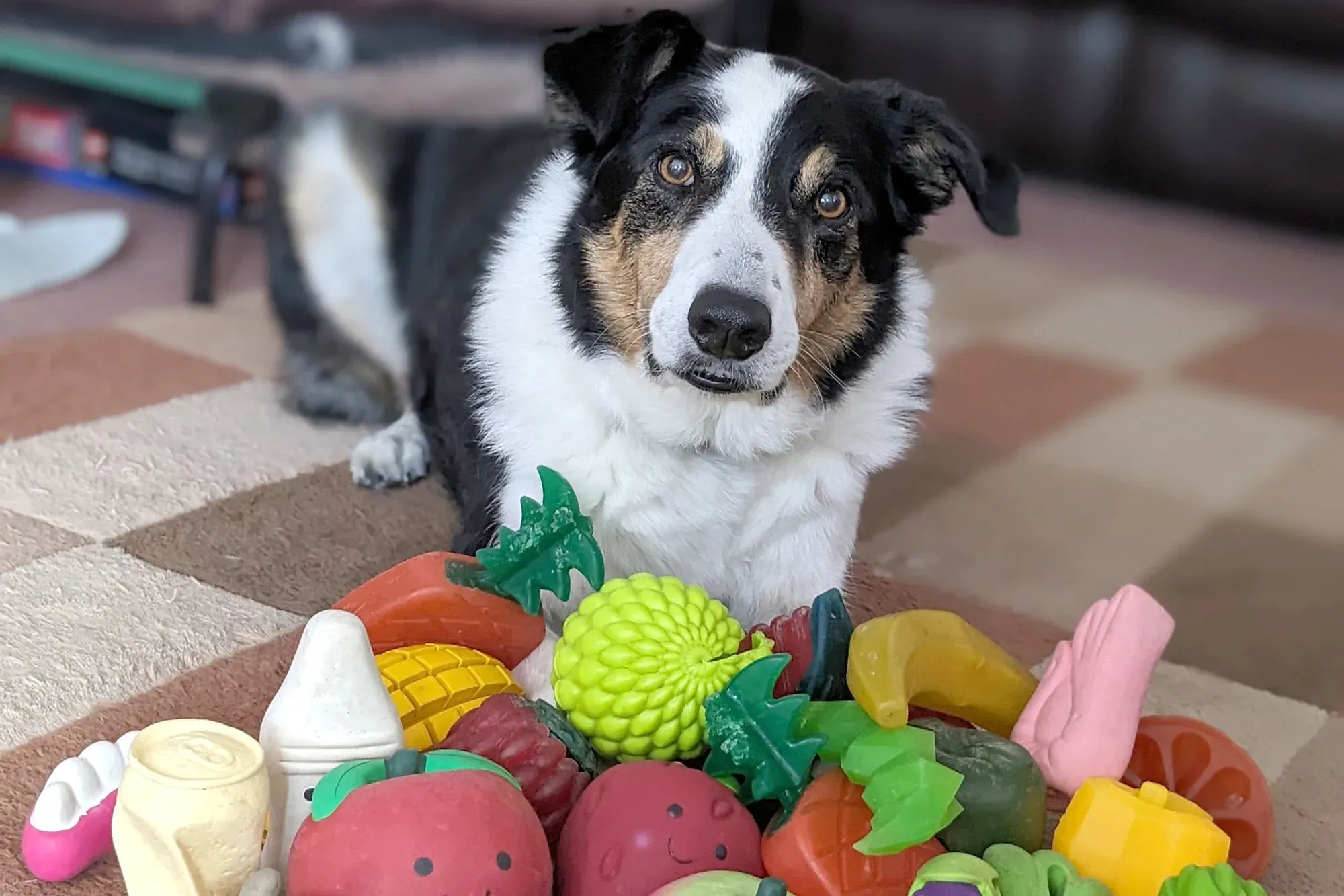 كلب موهوب يجلس بين مجموعة من الألعاب الملونة، مما يبرز قدرته على تعلم أسماء الألعاب من خلال الاستماع.