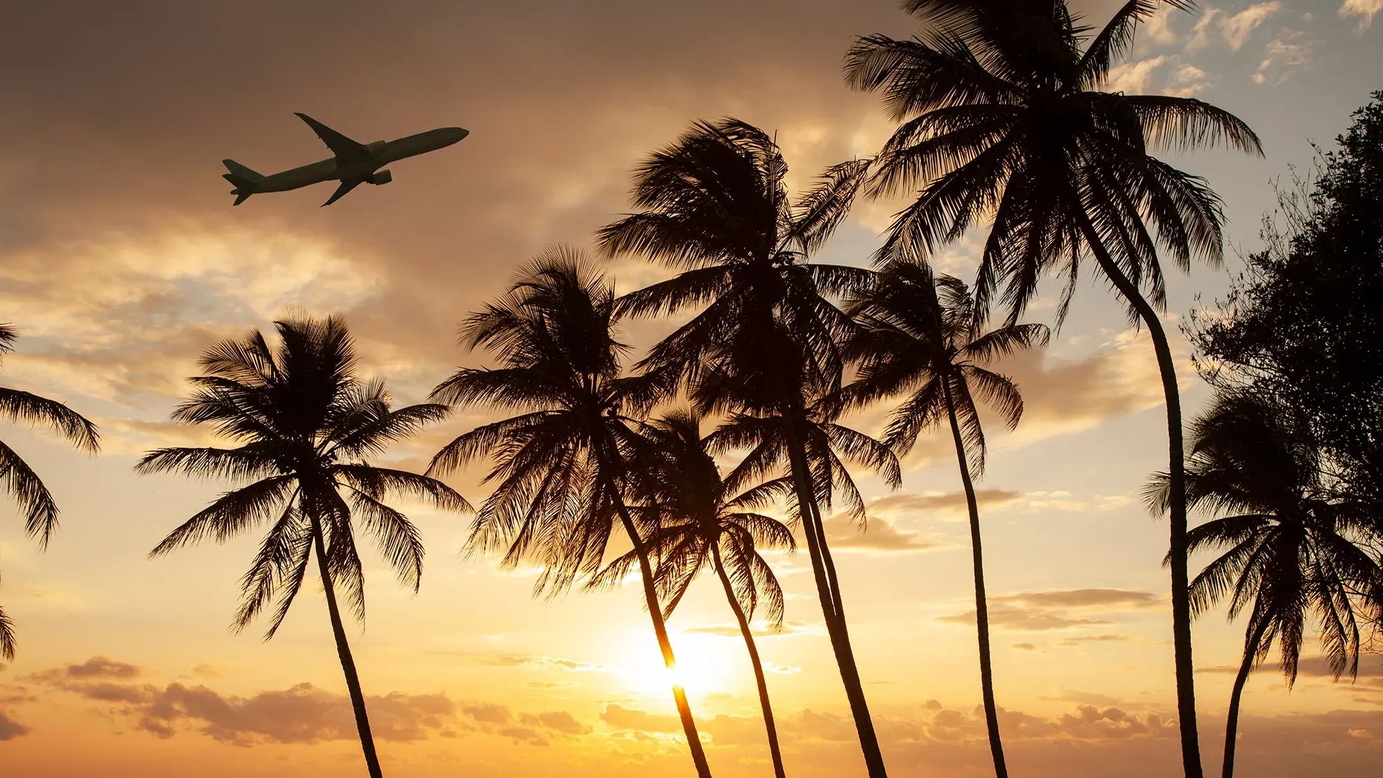 طائرة تحلق فوق أشجار النخيل عند غروب الشمس، تعكس فرص السفر بأسعار منخفضة هذا الصيف.