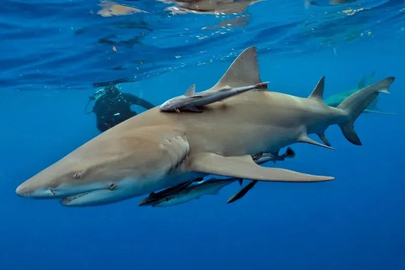 قرش ليموني يسبح في المياه الزرقاء، مع سمكة صغيرة تسبح فوقه، مما يعكس التنوع البيولوجي في المحيطات.