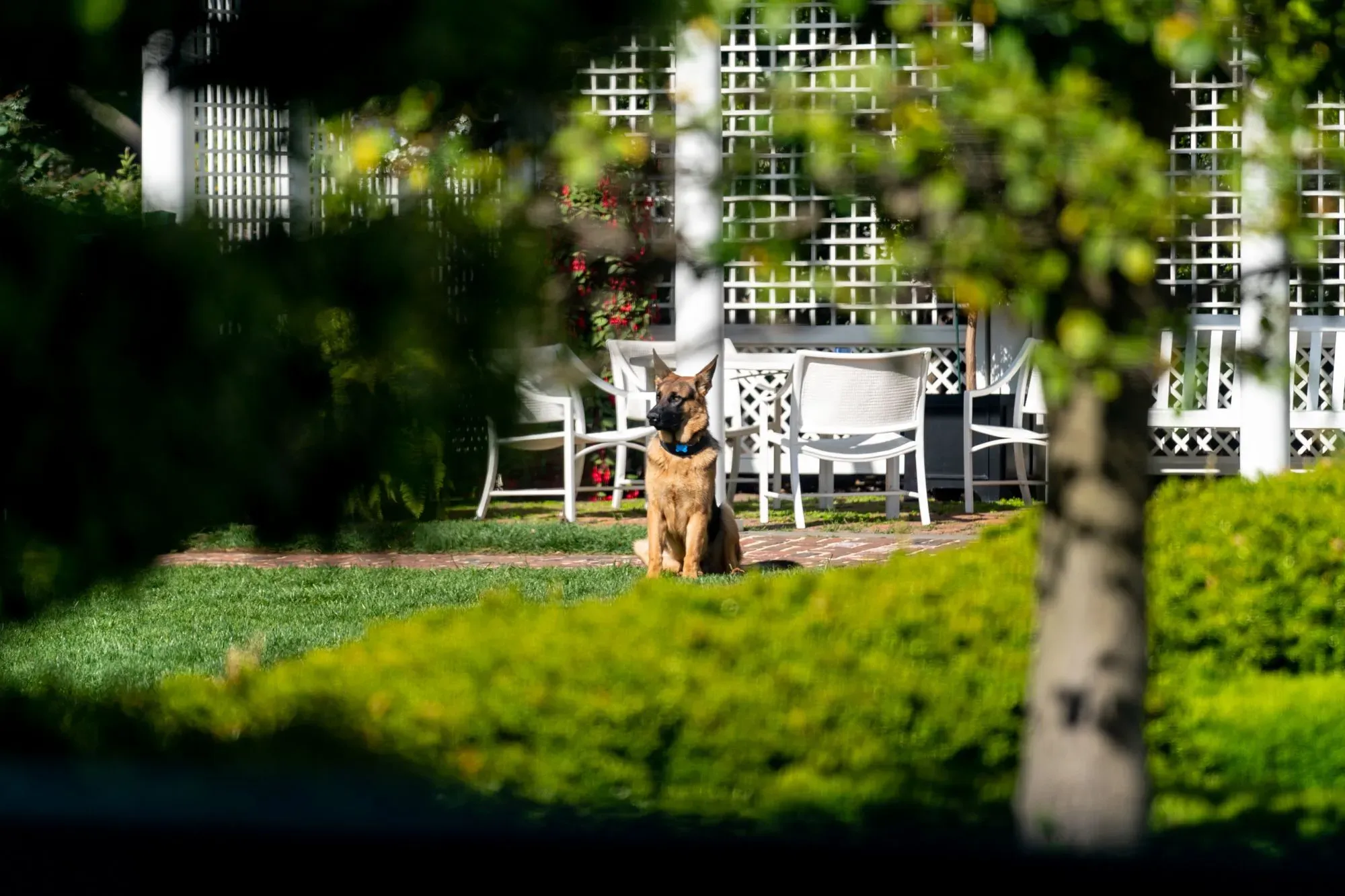 كلب ألماني يجلس في حديقة البيت الأبيض، محاطًا بالأشجار والأثاث الخارجي، مع خلفية من العريشة التاريخية.
