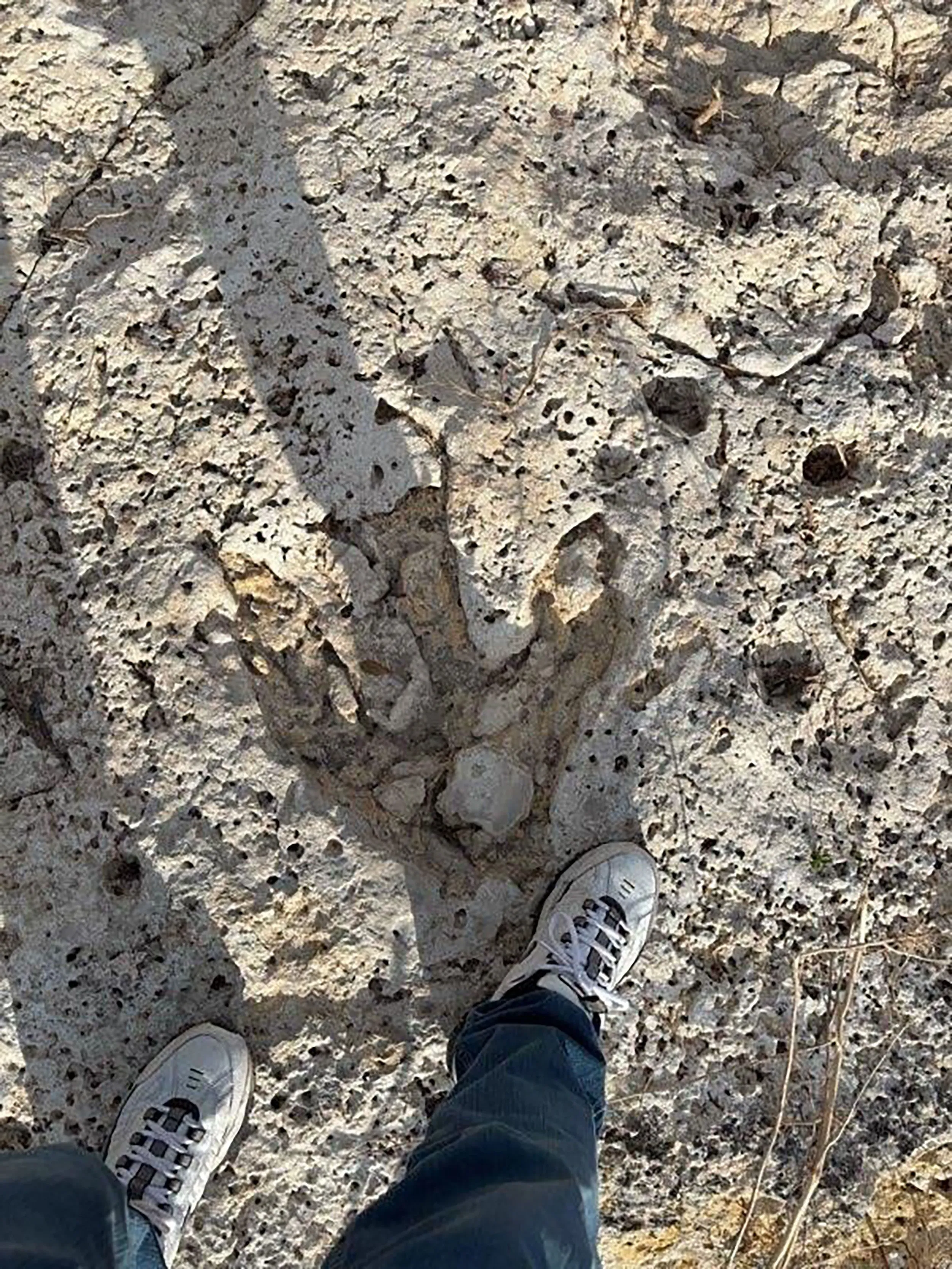آثار أقدام ديناصور كبيرة من عصور ما قبل التاريخ على صخور بيضاء، مع قدم إنسان بجانبها، في منطقة ساندي كريك بتكساس.
