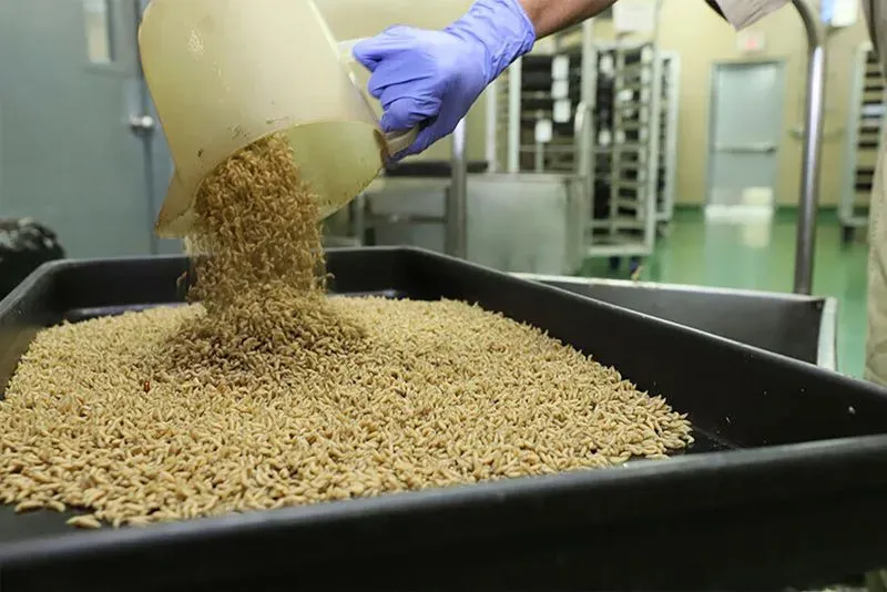 تظهر الصورة شخصًا يرتدي قفازات زرقاء وهو يصب ديدان صغيرة في حاوية، في إطار جهود مكافحة دودة العالم الجديد اللولبية.