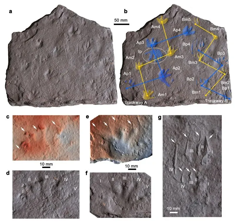 آثار أقدام مخالب على لوح صخري قديم من أستراليا، تشير إلى أقدم الزواحف المعروفة، مما يعيد كتابة تاريخ تطور الحياة البرية.