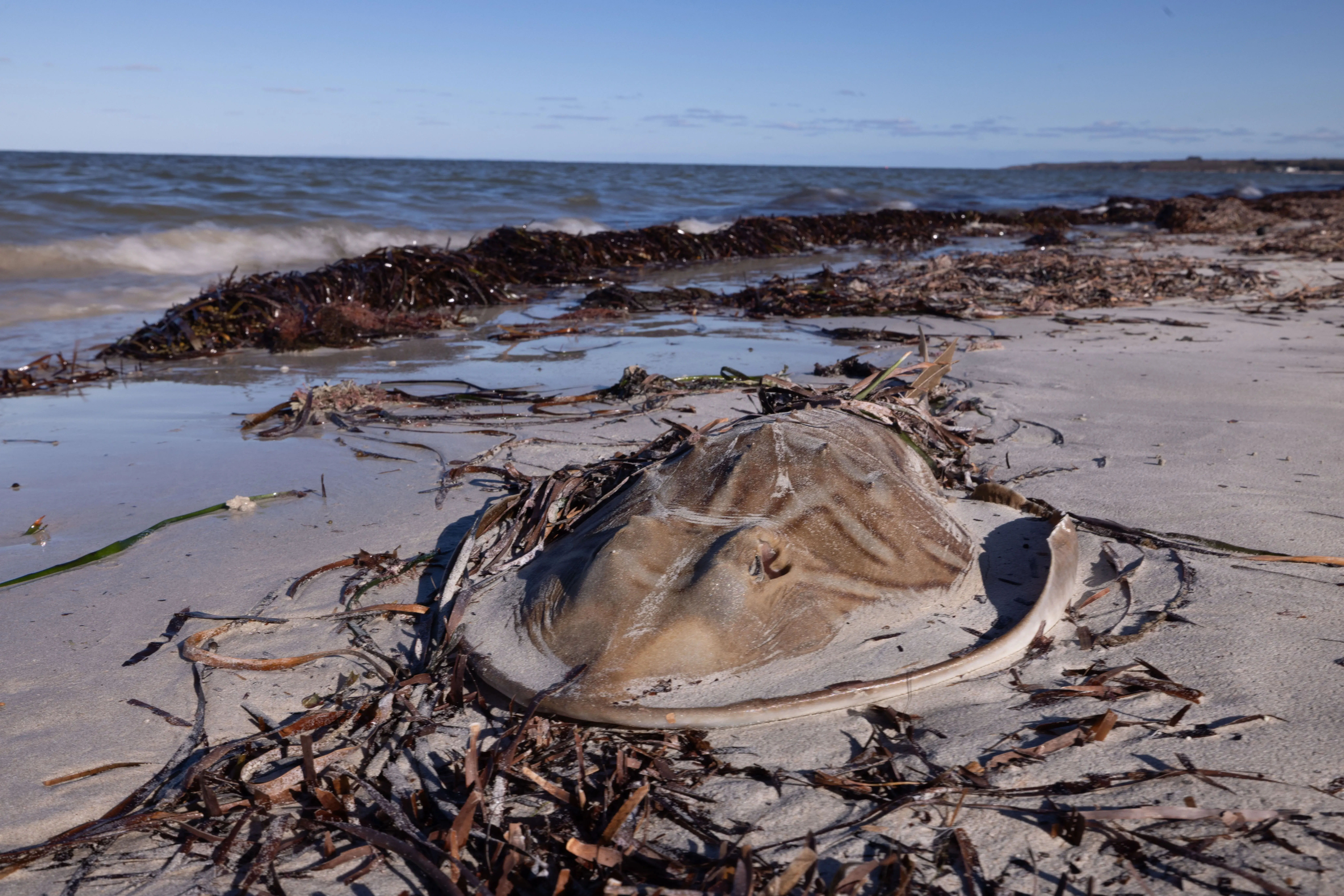 جثة سمكة ميتة على شاطئ جنوب أستراليا، محاطة بالأعشاب البحرية، تعكس تأثير تكاثر الطحالب الضارة على الحياة البحرية.