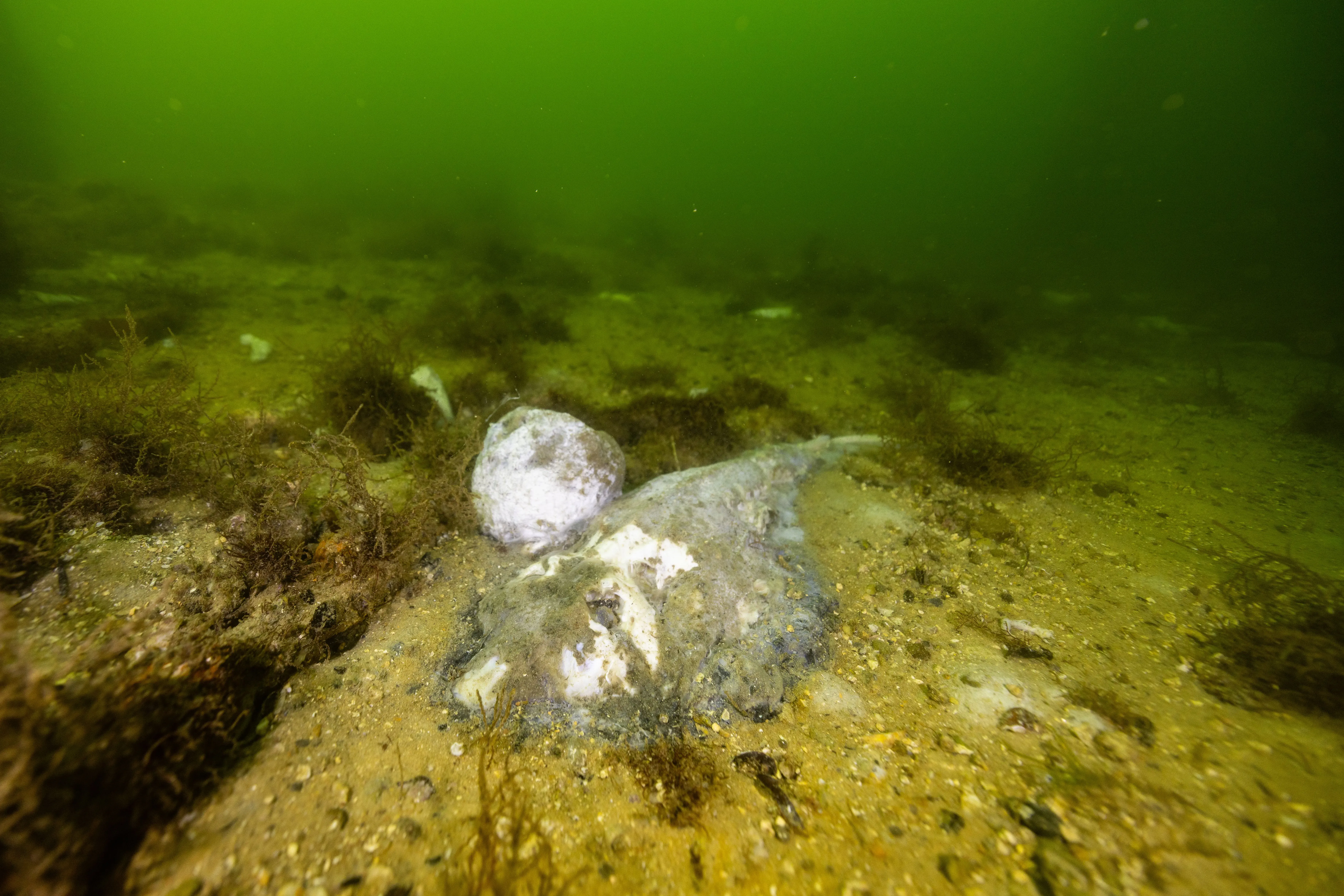 صورة تحت الماء تظهر قاع البحر المليء بالطحالب الضارة والجثث البحرية، مما يعكس تأثير تكاثر الطحالب السامة في جنوب أستراليا.